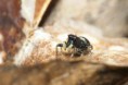 /album/salticidae/heliophanus-cupreus-r-jpg/